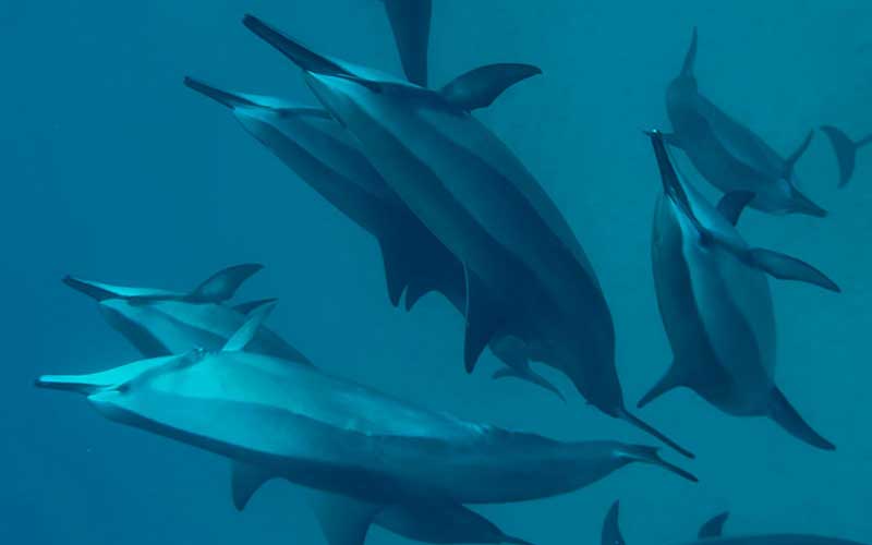 nadar con delfines