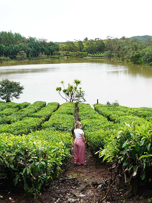 Ruta del té