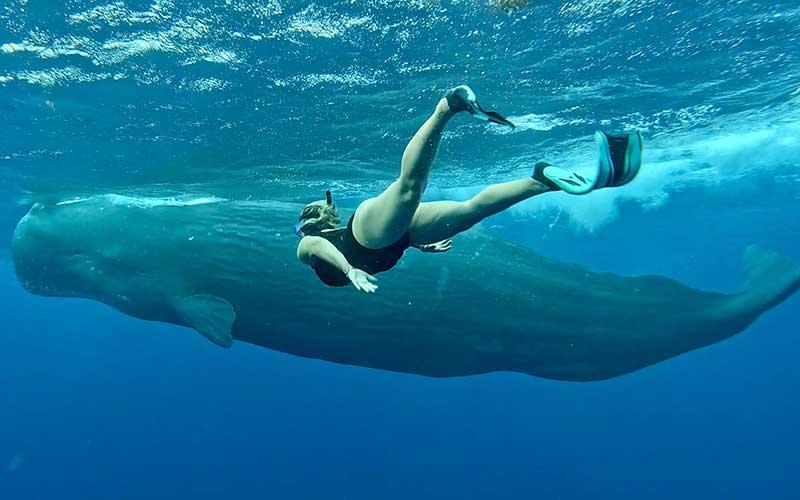Nadar con ballenas