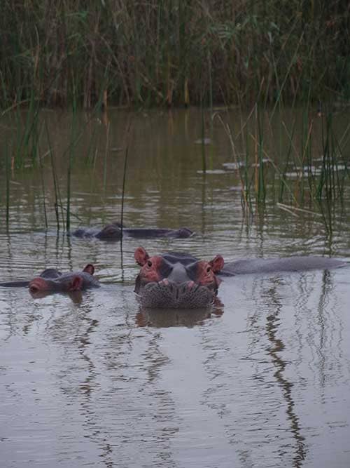 Isimangaliso