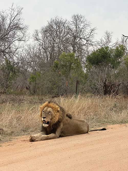 León en Parque Kruger