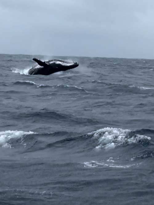 Ballena Jorobada