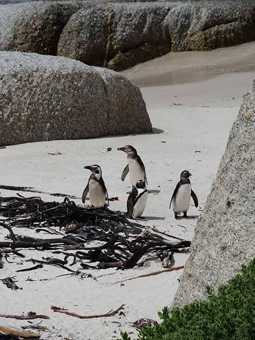 Pingüinos
