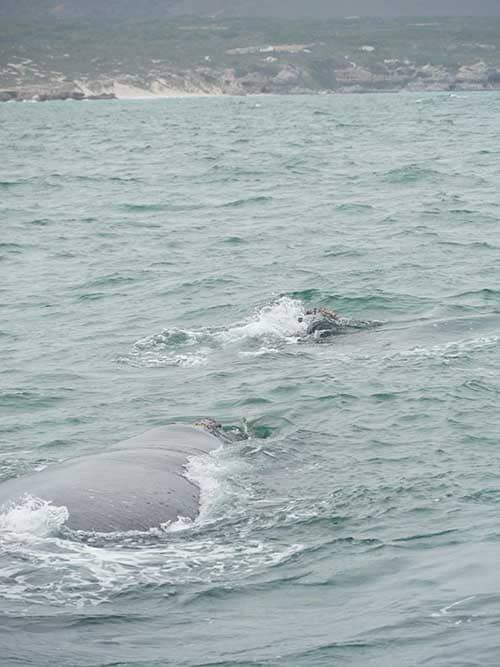 Ballena Austral