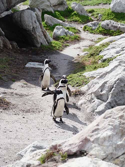 Pingüinos