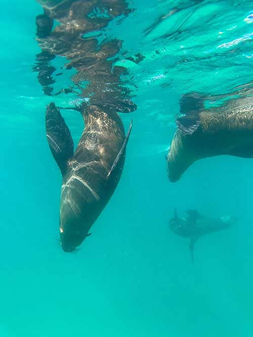 Lobos marinos en su hábitat