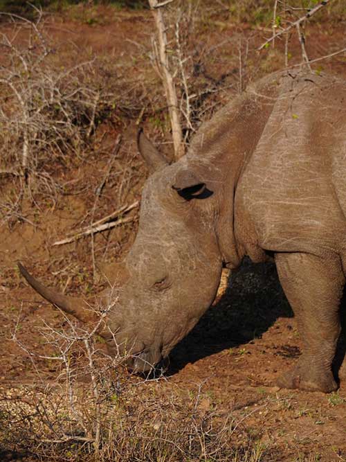 Mkhaya Game Reserve